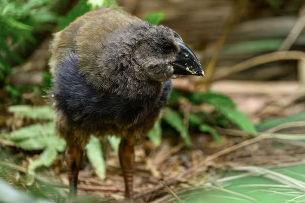 Takehe chick in January