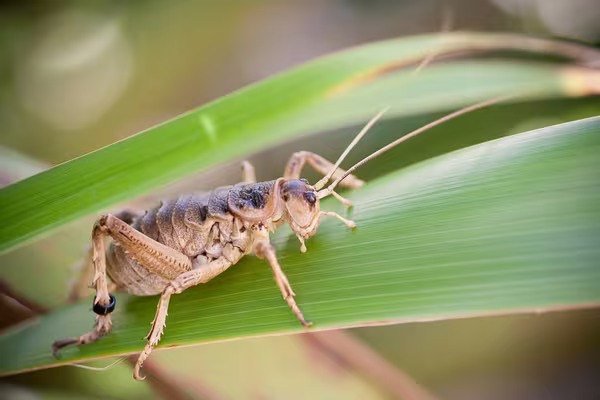 Cook Strait Giant Wētā. Photo Credit - Brendan Doran