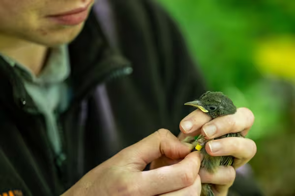 Ellen Irwin banding hihi. Photo by Janice McKenna