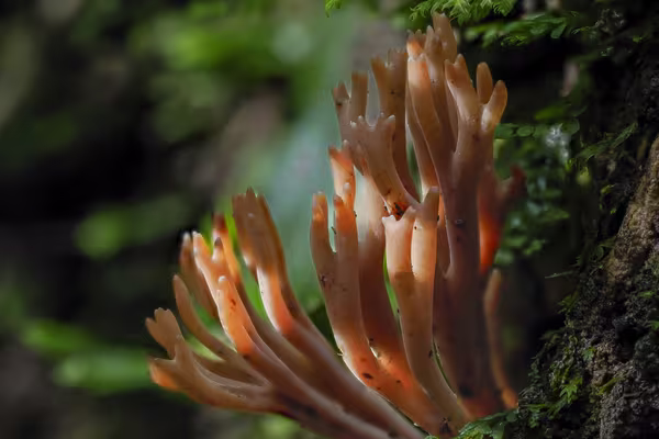 Coral fungi. Photo by Hayley May