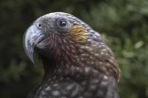 Kākā. Photo by Janice McKenna.