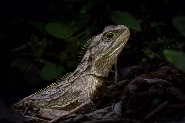 Tuatara. Kaitiaki Ngāti Koata. Photo by Janice McKenna.