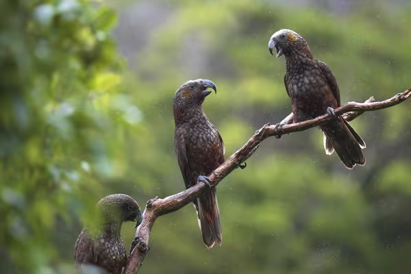 Kaka interactions in the rain - Photo by Emir de Souza