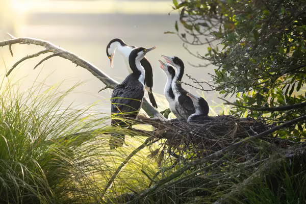 Kāruhiruhi family in beautiful light. Joshua Jamieson