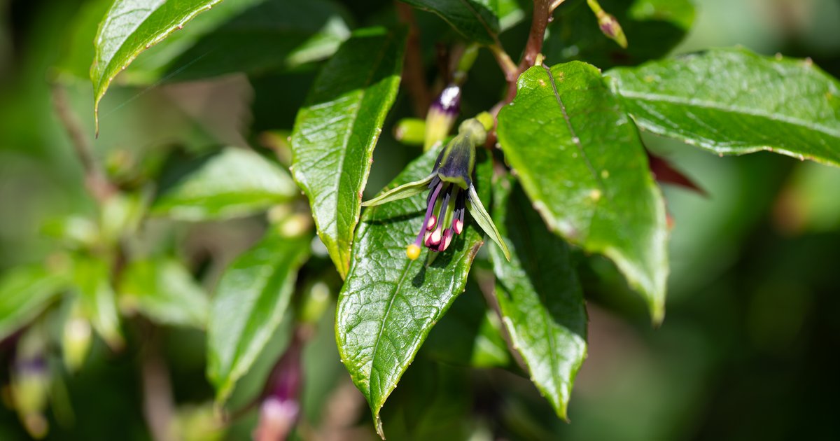 Kuto Tree Pūtangatanga poo helps the kōtukutuku