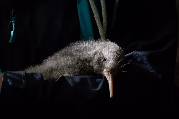 One of the 10 kiwi pukupuku translocated to Cape Sanctuary. Credit Linton Miller
