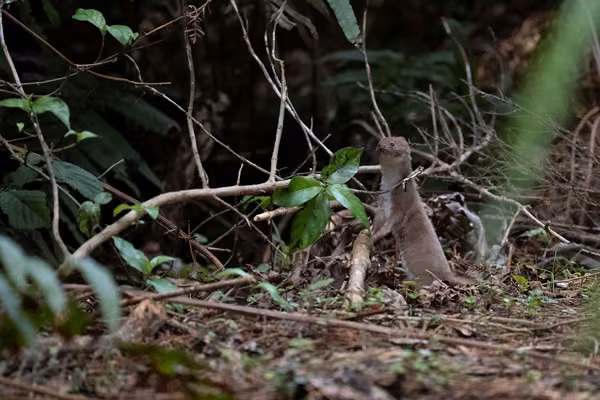 Weasel sighted in the upper valley on 19 July 2026 (resized). Photo by Emir de Souza.