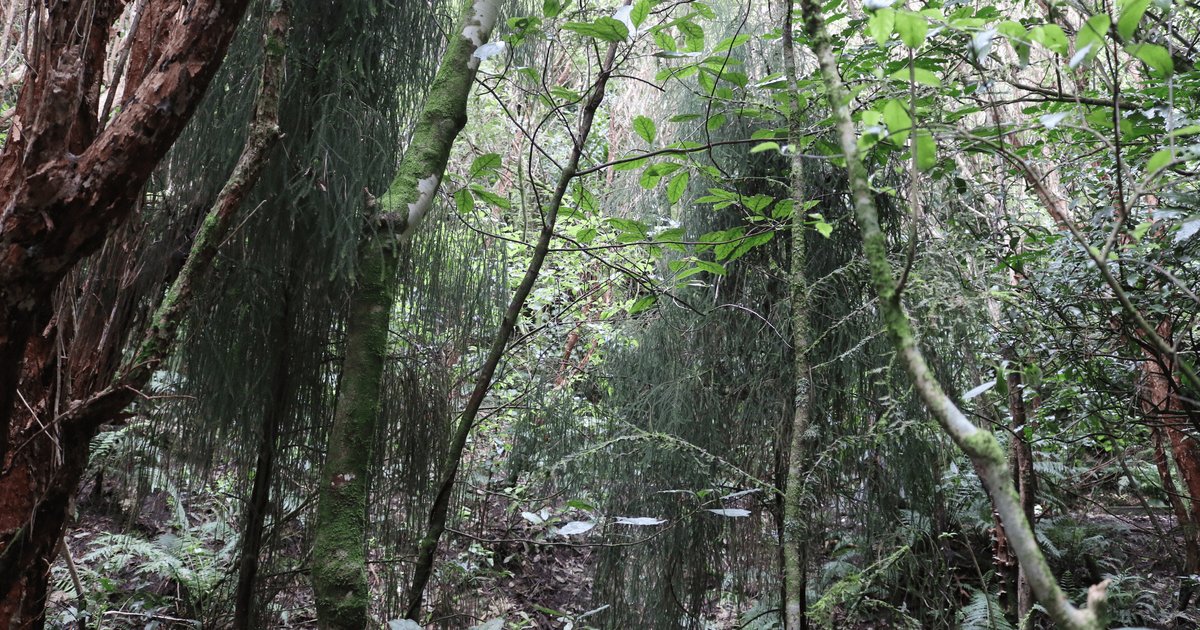 Podocarp Planting And Forest Restoration At Zealandia