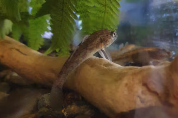 Toitoi. Photo by Rebecca Chrystal