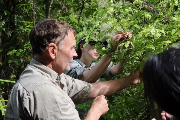 Trevor Thompson white mistletoe by Lynn Freeman