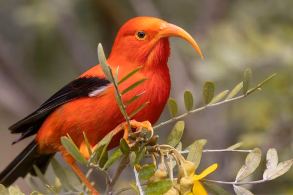 The native hawaiin honeycreeper. Photo by Kendall Collett via Shutterstock.
