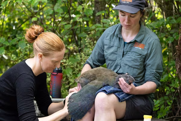 Ellen and Jo Takahe chick health check 2026 photo by Linton Miller