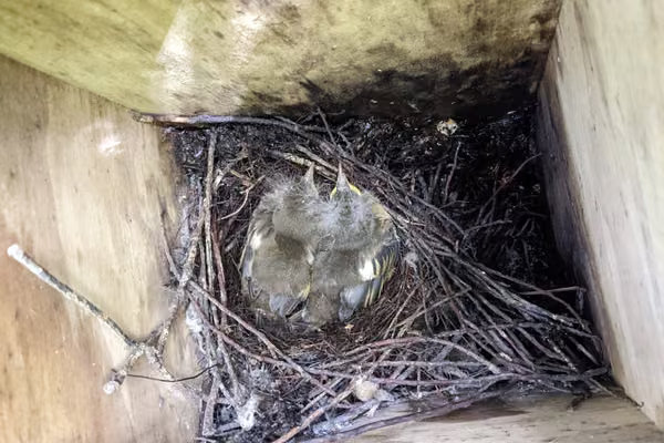 hihi nestbox 2022 hoto credit Zealandia