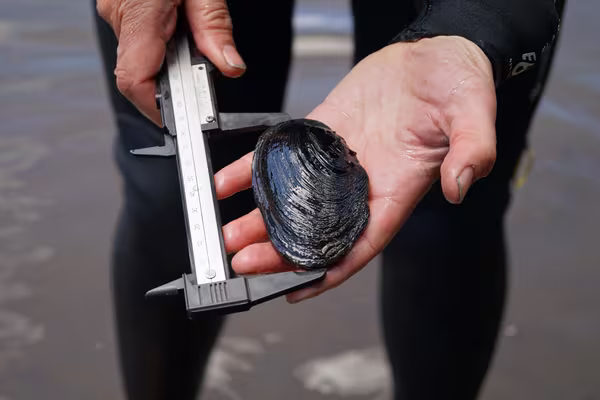 Measuring kākahi to check on their health and size. Photo by Natasha Hoffman.