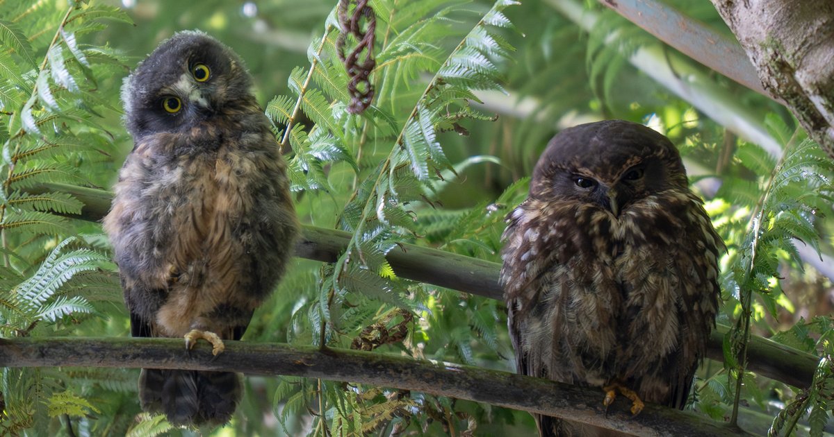 Morepork