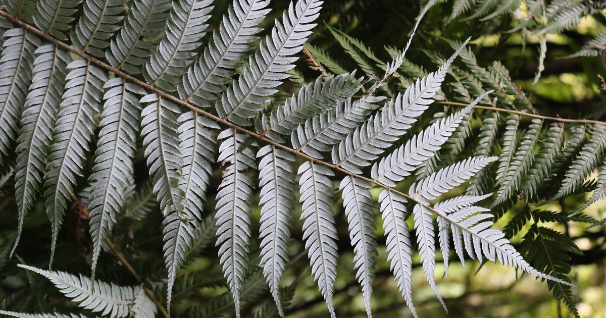 Ponga (Silver Fern) | Zealandia Te Mra a Tne